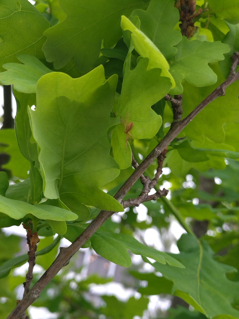 Grüne Krabbenspinne — Bild 4