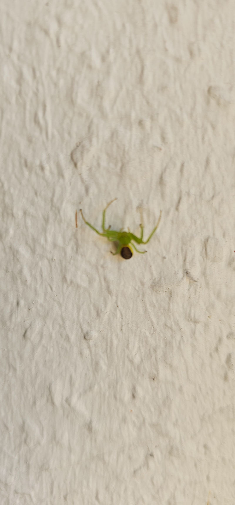 Grüne Krabbenspinne — Bild 5