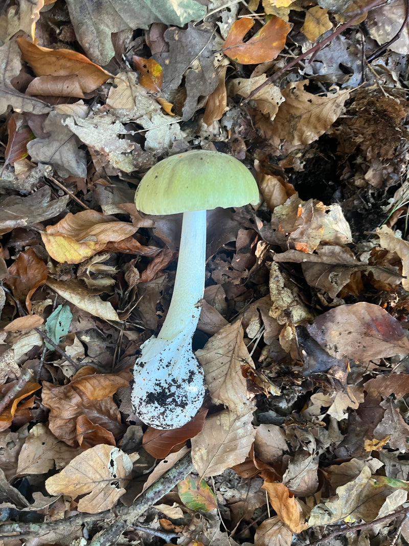 Ein vollständig sichtbarer Fruchtkörper des Grünen Knollenblätterpilzes mit blassgrünem Hut und freigelegter Knolle liegt auf herbstlichem Laubstreu.