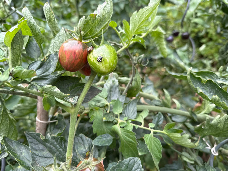 Grüner Reiswanzen-Nymphe — Bild 2 von 21