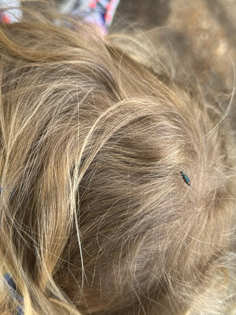 Gemeiner Scheinbockkäfer — Bild 3