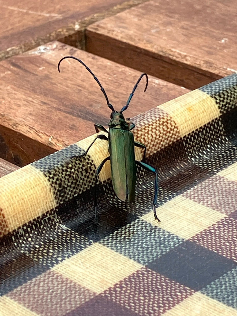 Gemeiner Scheinbockkäfer — Bild 2