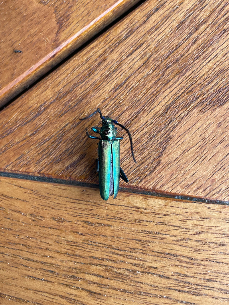 Gemeiner Scheinbockkäfer — Bild 3