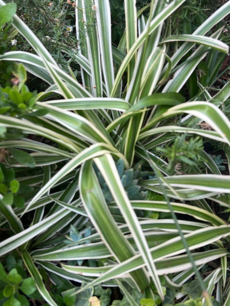Gruenlilie — Bild 3