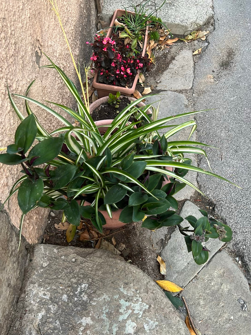 Gruenlilie — Bild 1