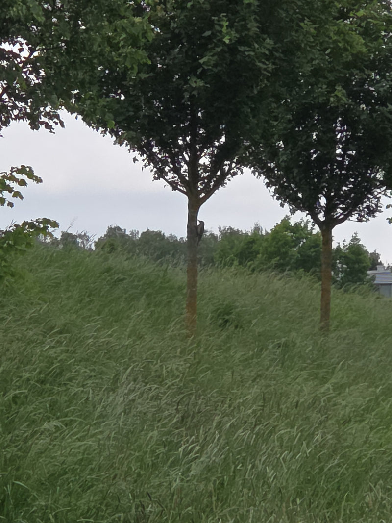 Grünspecht — Bild 2