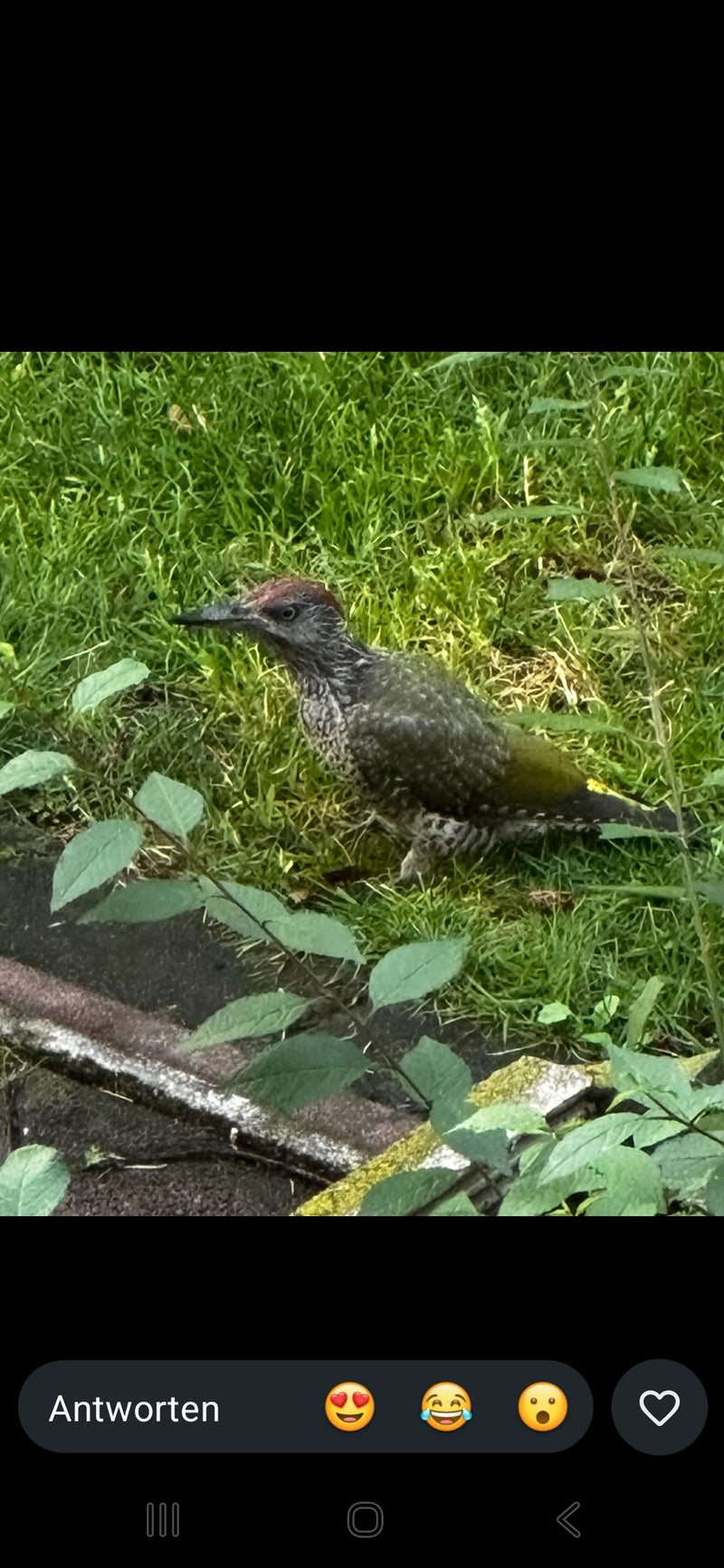 Grünspecht — Bild 2