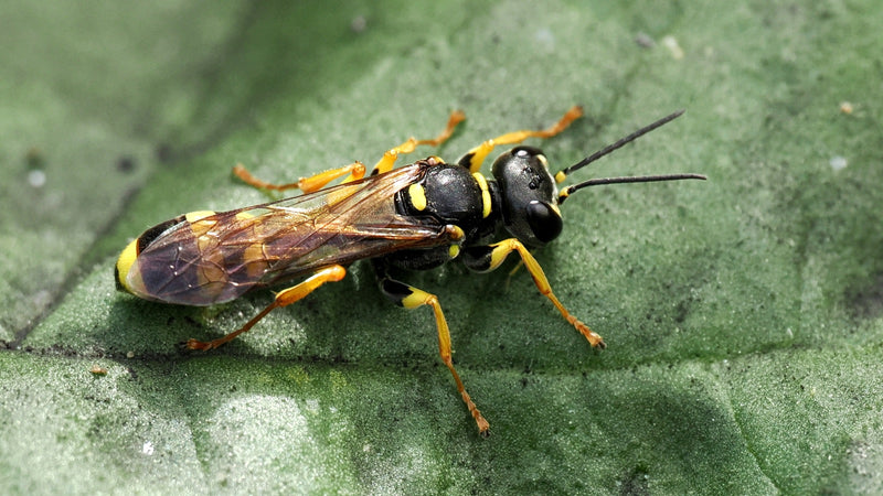 Grabwespe (Gattung Ectemnius) — Bild 1