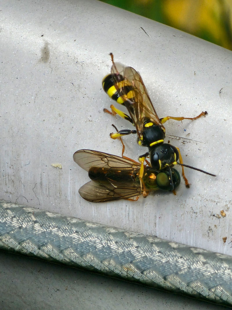 Grabwespe (Gattung Ectemnius) — Bild 1 von 2