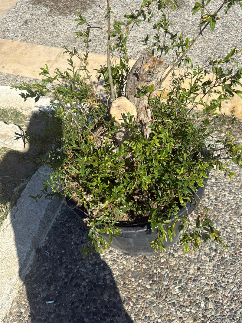 Granatapfel — Bild 1