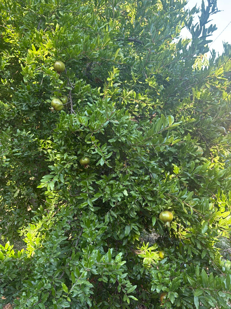Granatapfel — Bild 3