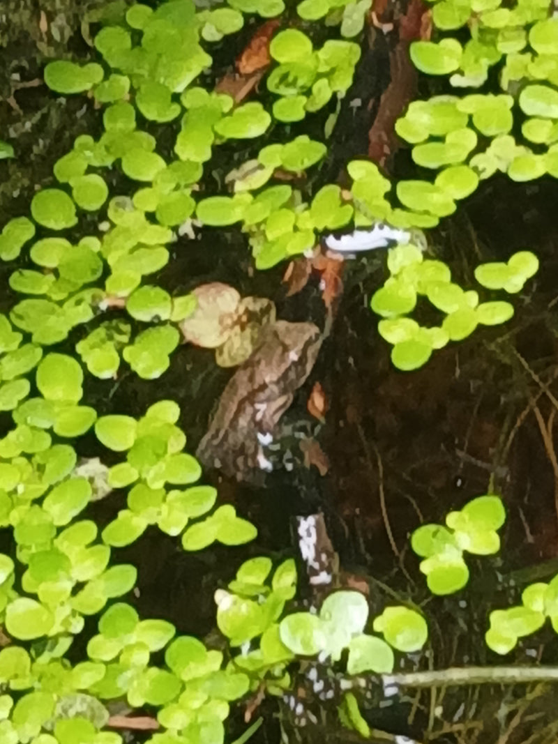 Grasfrosch — Bild 5