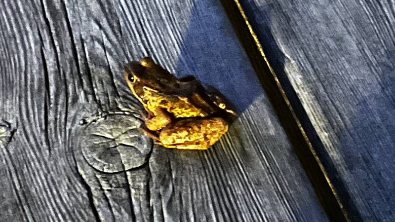Grasfrosch — Bild 2