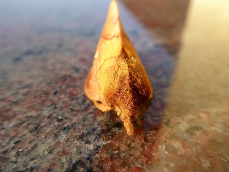 Grasglucke — Bild 3