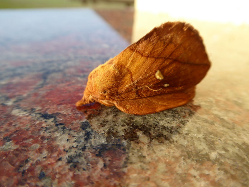 Grasglucke — Bild 2
