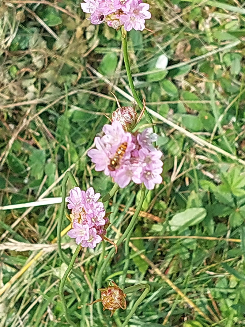 Gewöhnliche Grasnelke — Bild 4