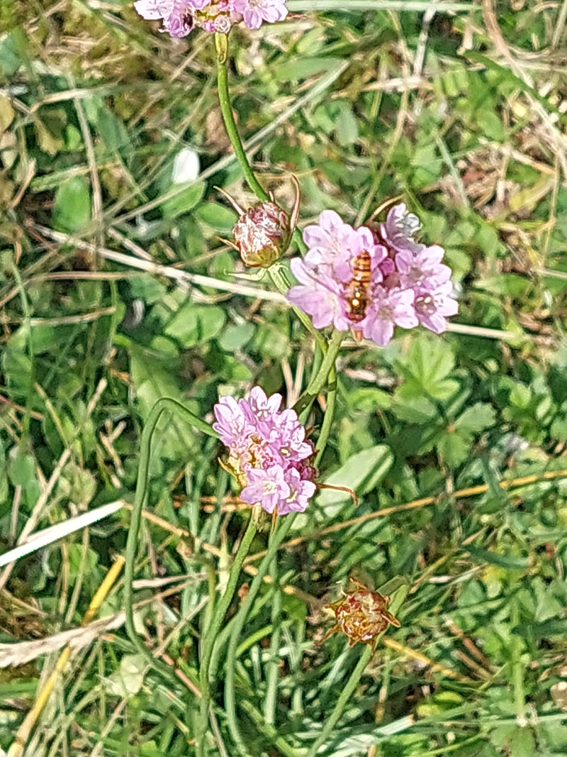 Gewöhnliche Grasnelke — Bild 3