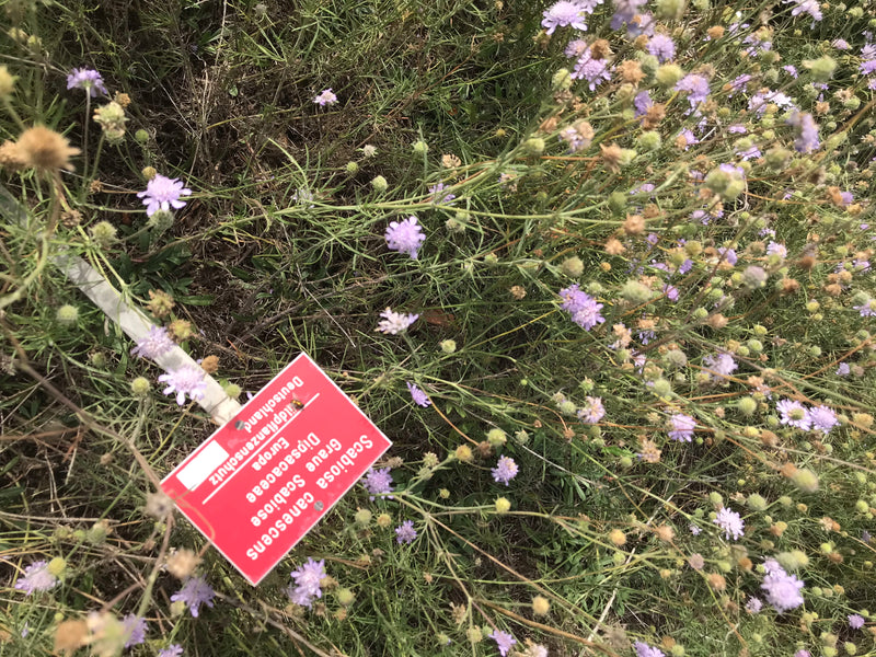 Graue Skabiose — Bild 1 von 1