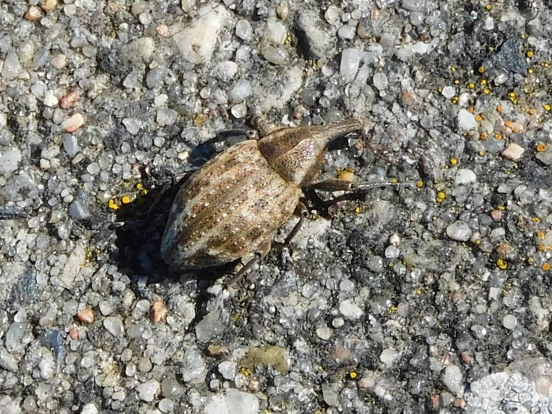 Blattrandkaefer — Bild 1