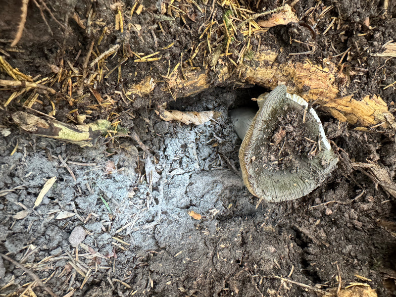 Ein Grauer Ritterling wächst in einer Mulde im nadelbedeckten Waldboden neben einer freiliegenden Wurzel.
