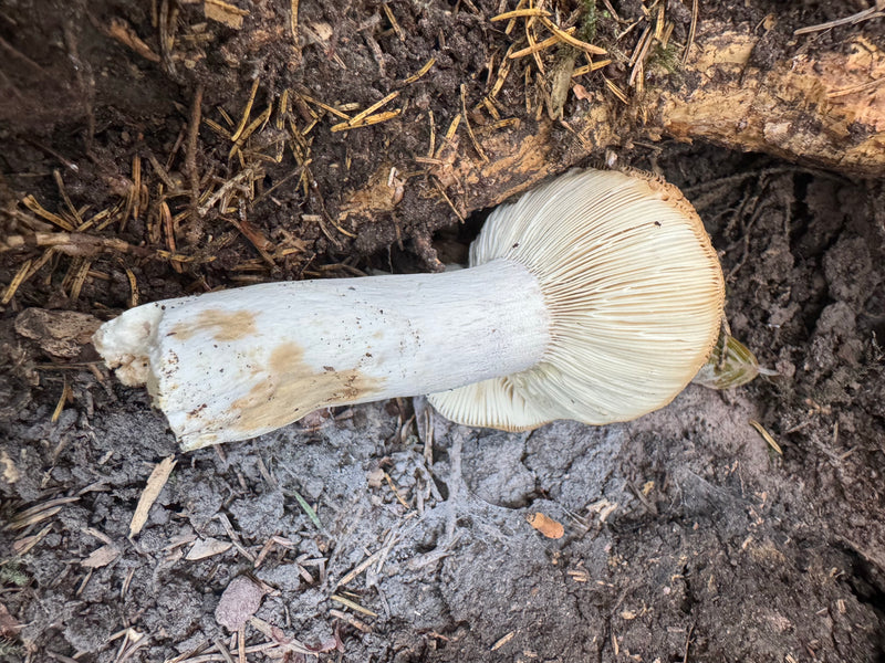 Ein Fruchtkörper des Grauen Ritterlings liegt auf dem Waldboden und zeigt Stiel und Lamellen.