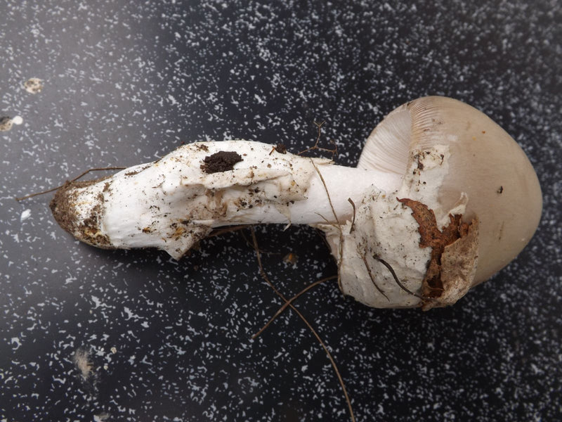 Grauer Scheidenstreifling — Bild 1 von 1