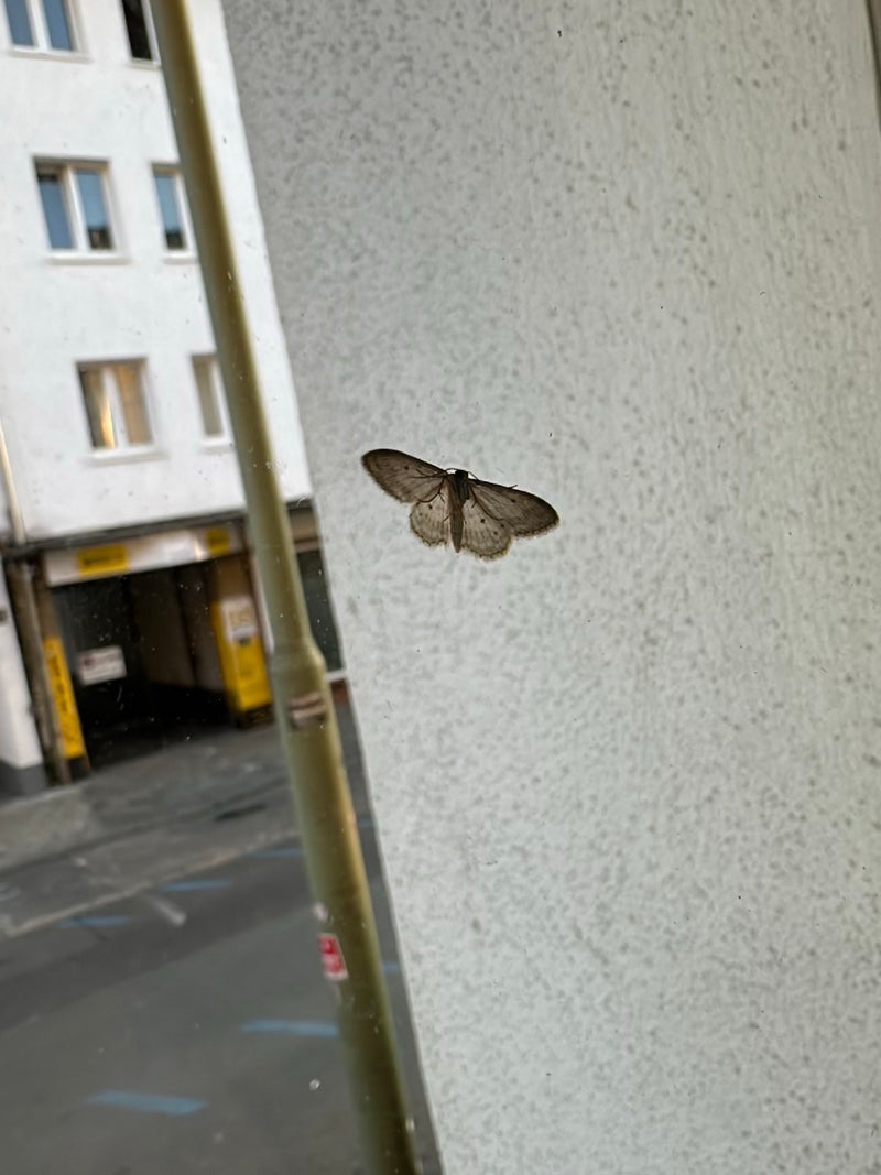 Grauer Steinspanner — Bild 2