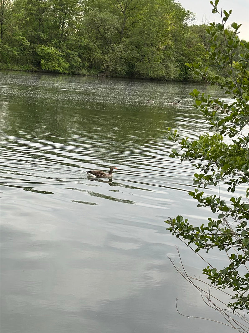 Eine Graugans schwimmt im Vordergrund auf einem ruhigen Gewässer. Im Hintergrund ist ein grünes Ufer mit Bäumen zu sehen.