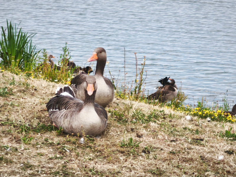 Mehrere Graugänse ruhen auf einer grasbewachsenen Uferzone direkt am Wasser. Die Vögel zeigen ihr typisches Gefieder und die charakteristischen orangefarbene...