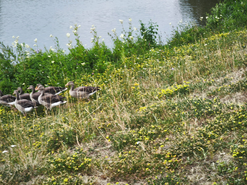 Mehrere Graugänse laufen im dichten Gras einer Wiese nahe einem Gewässer. Sie bewegen sich gemeinsam in eine Richtung.
