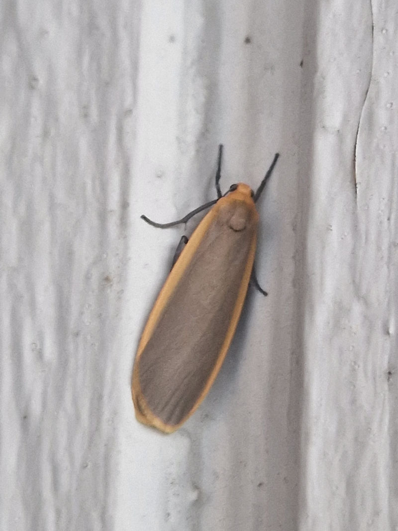 Grauleib-Flechtenbärchen — Bild 4 von 4