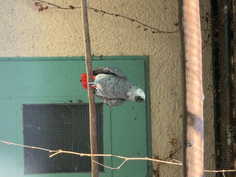 Graupapagei — Bild 2 von 2