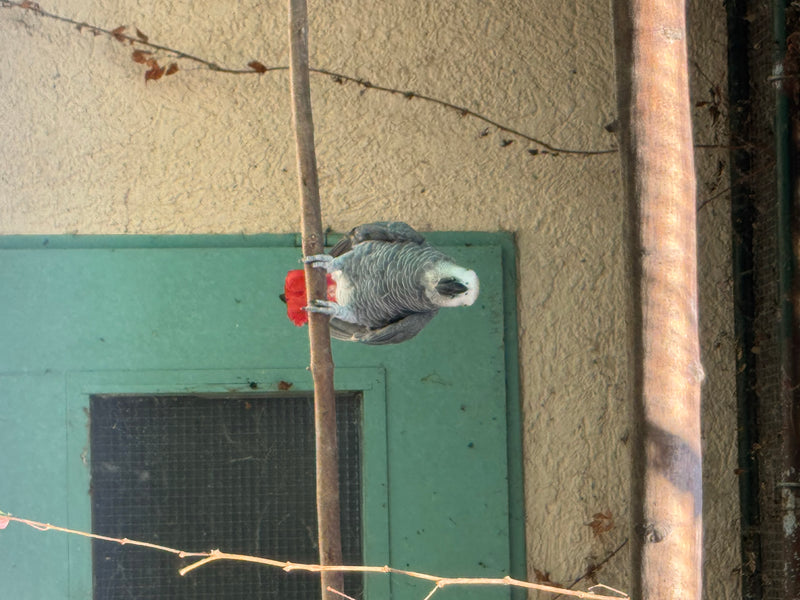 Graupapagei — Bild 1 von 2
