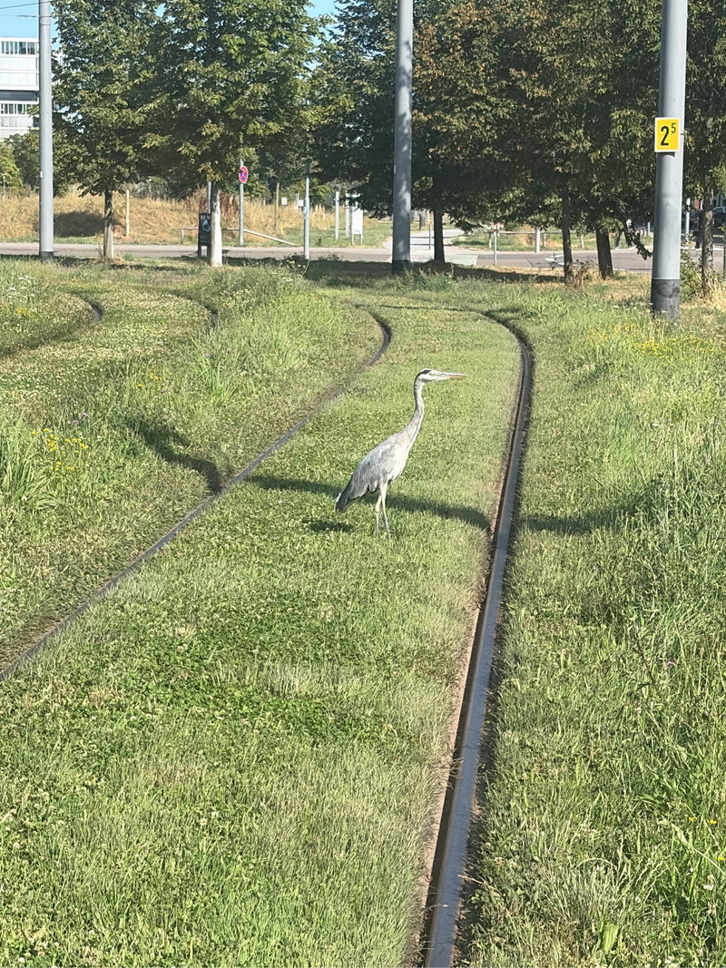 Ein Graureiher steht wachsam auf einem begrünten Straßenbahngleis. Im Hintergrund sind Masten und Bäume zu sehen.