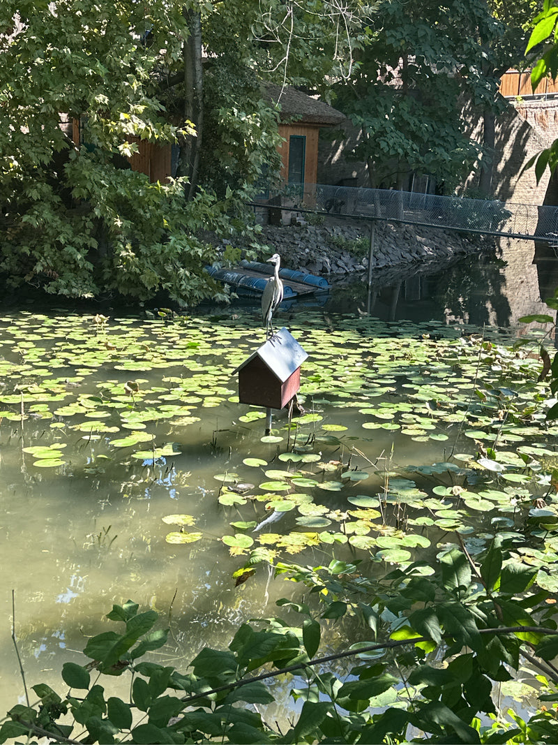 Ein Graureiher steht auf dem Dach eines kleinen Häuschens, das inmitten eines von Seerosen bedeckten Teiches steht. Im Hintergrund sind Bäume und ein Uferber...