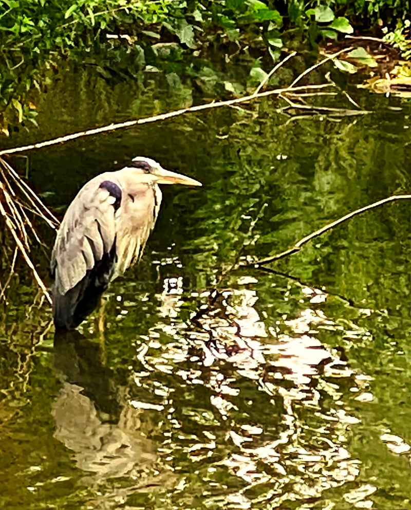 Ein Graureiher steht regungslos im Flachwasser am grün bewachsenen Ufer eines Gewässers. Das Tier ist in seitlicher Ansicht gut zu erkennen.