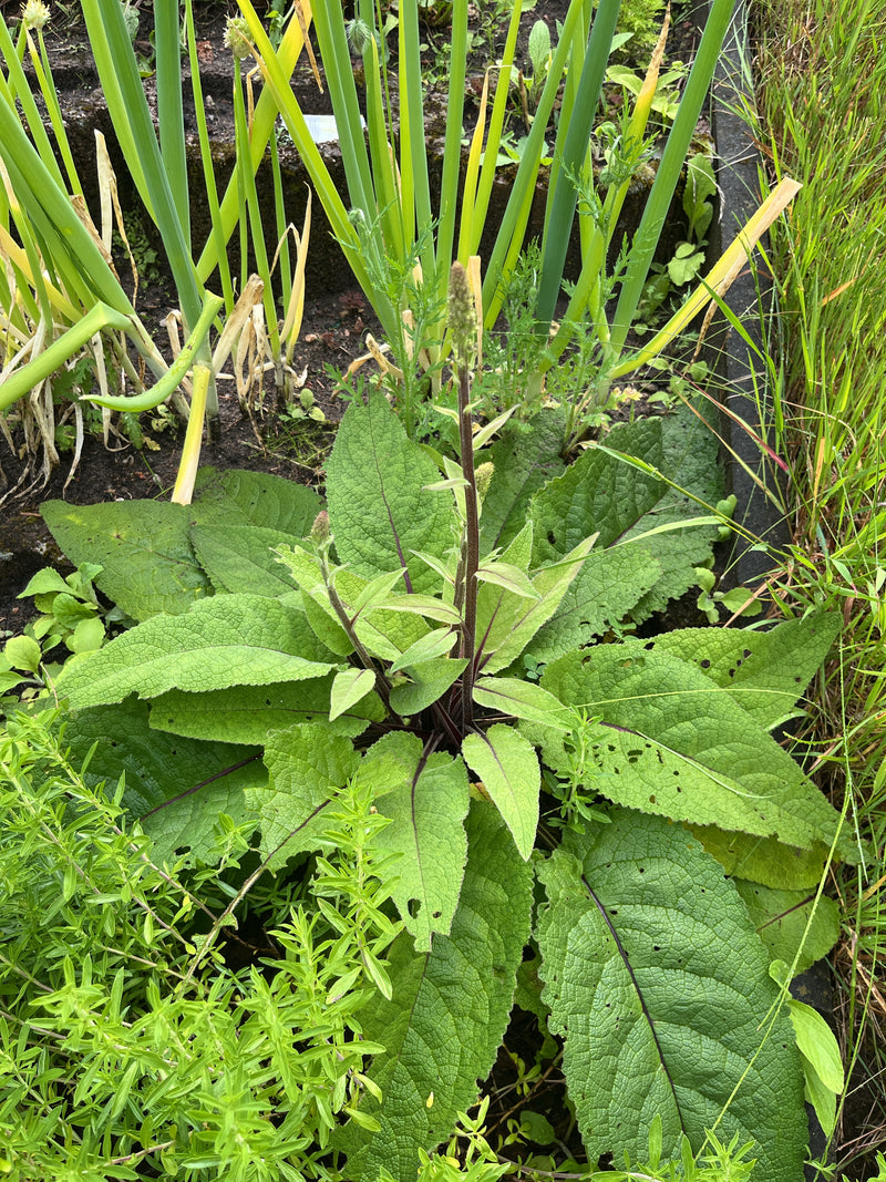 Koenigskerze — Bild 3