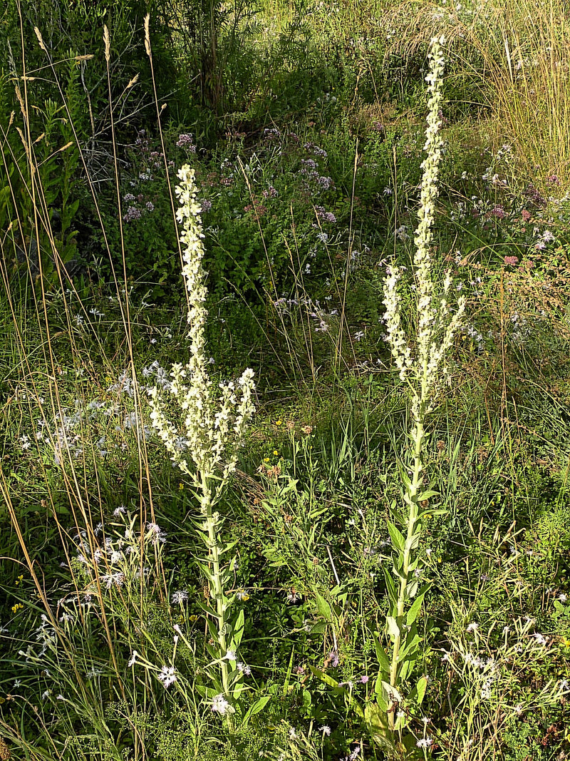 Koenigskerze — Bild 1