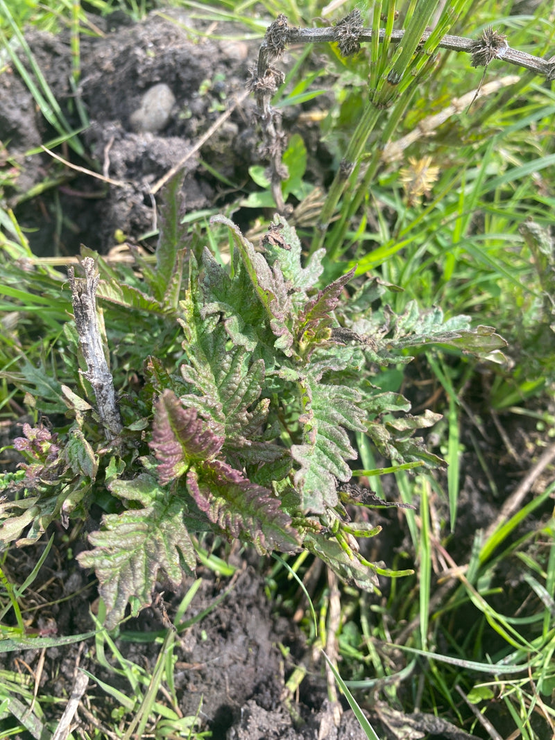 Kanonierblumen — Bild 3
