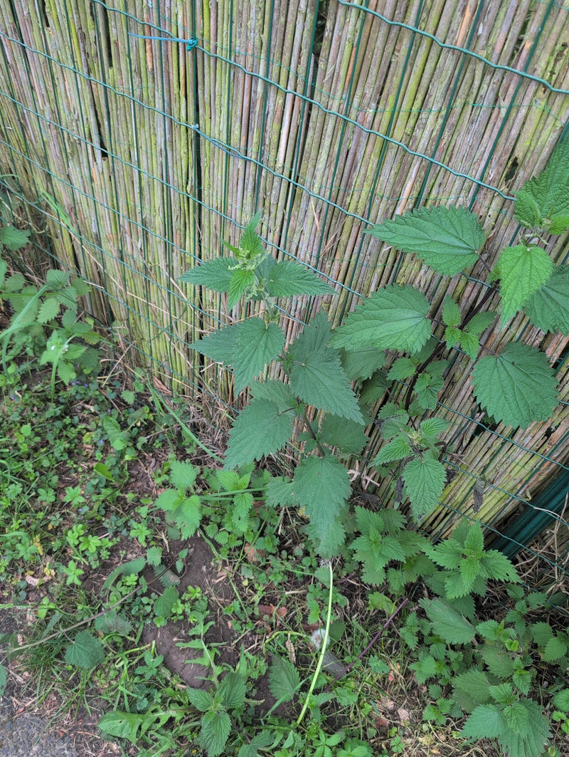 Kanonierblumen — Bild 5