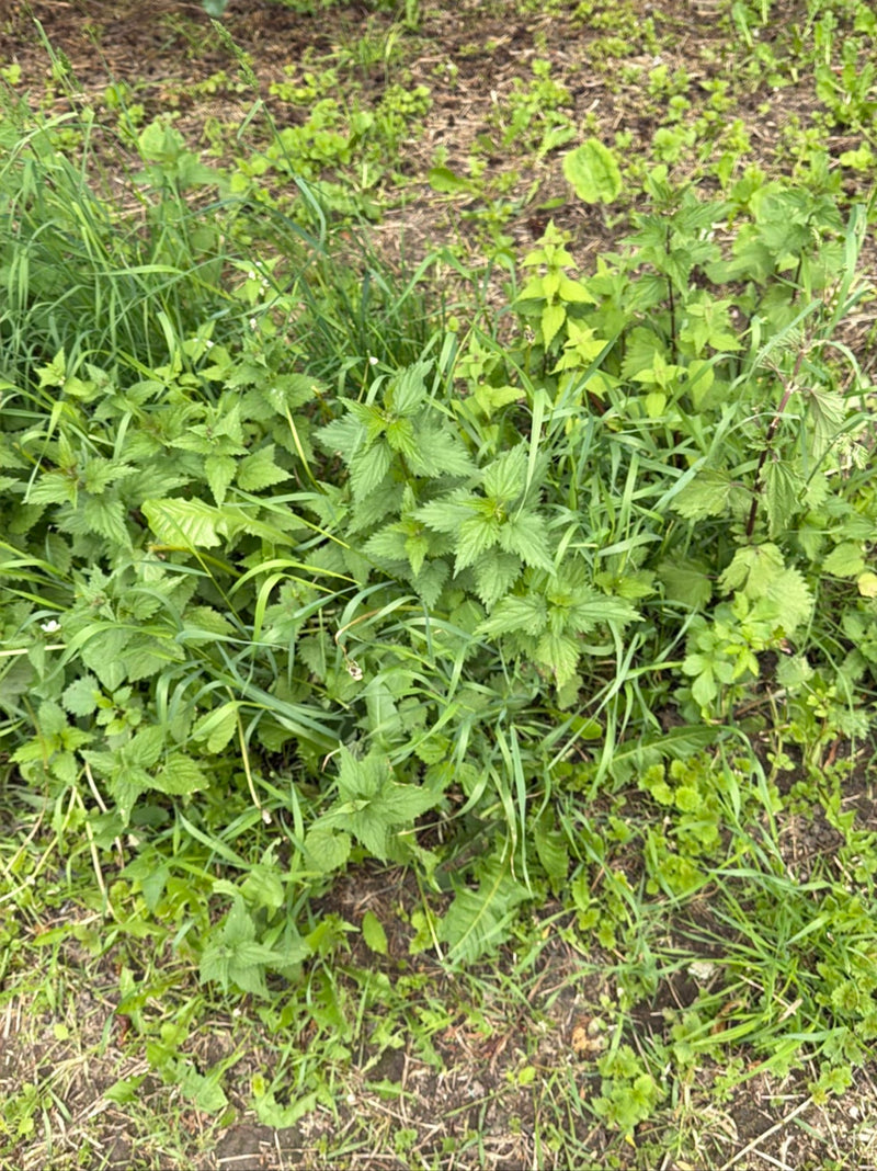 Kanonierblumen — Bild 1