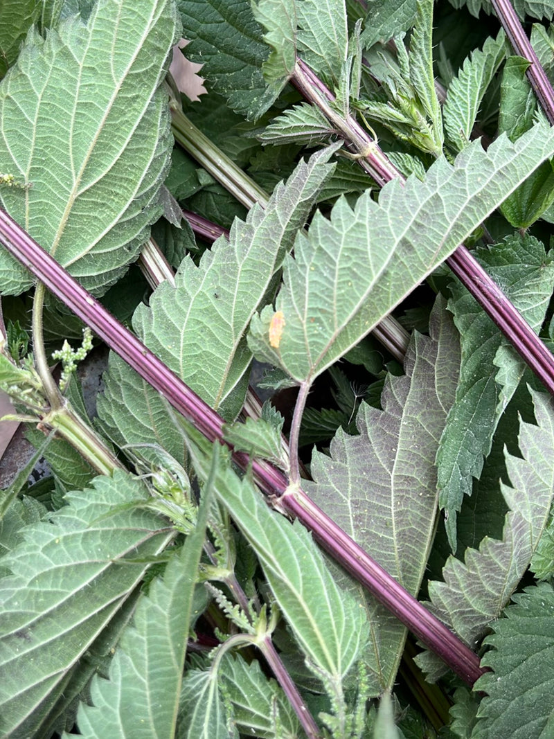 Kanonierblumen — Bild 2