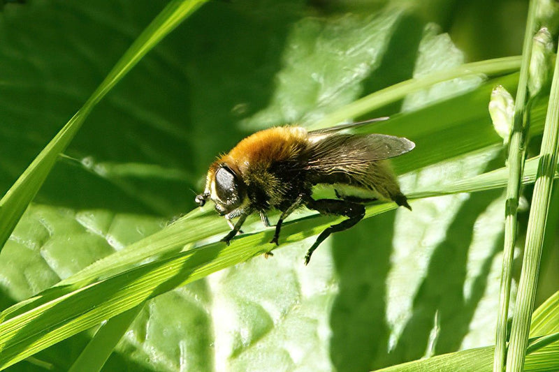 Große Erzschwebfliege — Bild 2