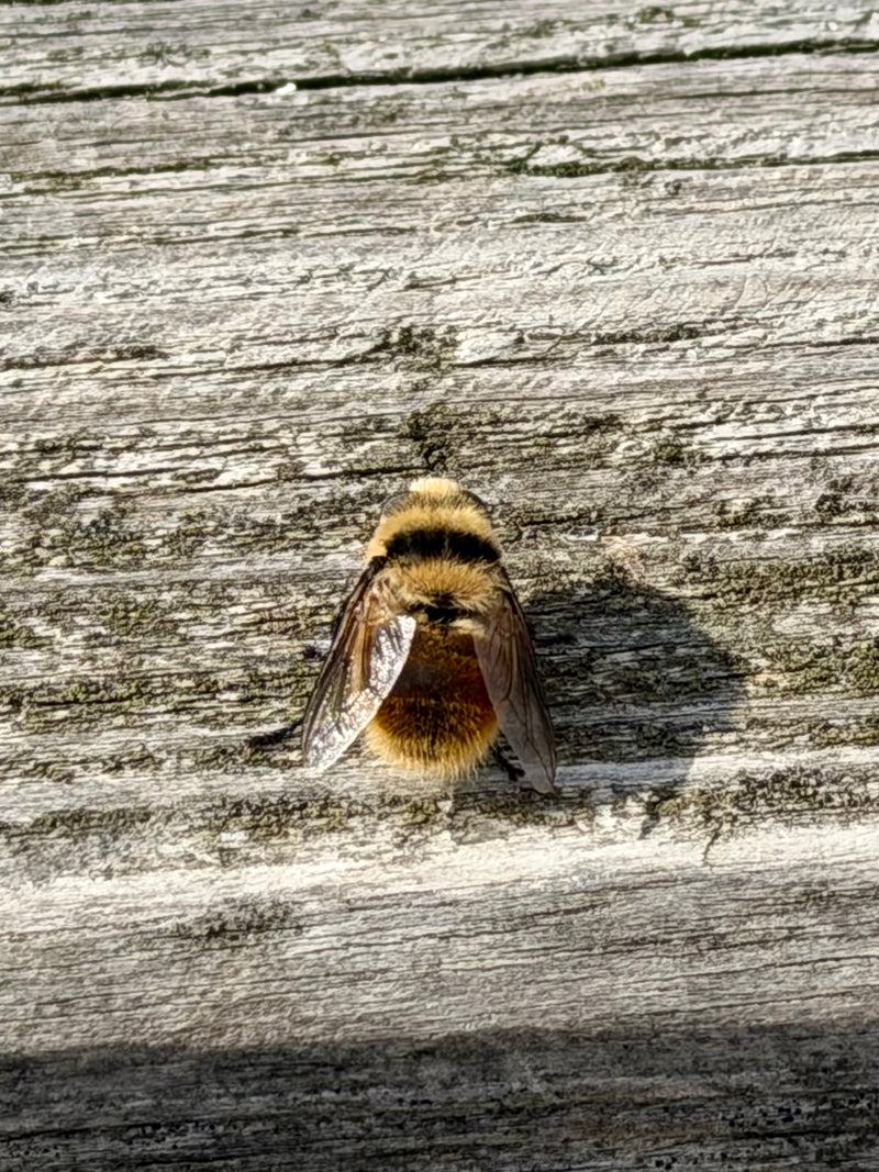 Große Erzschwebfliege — Bild 1