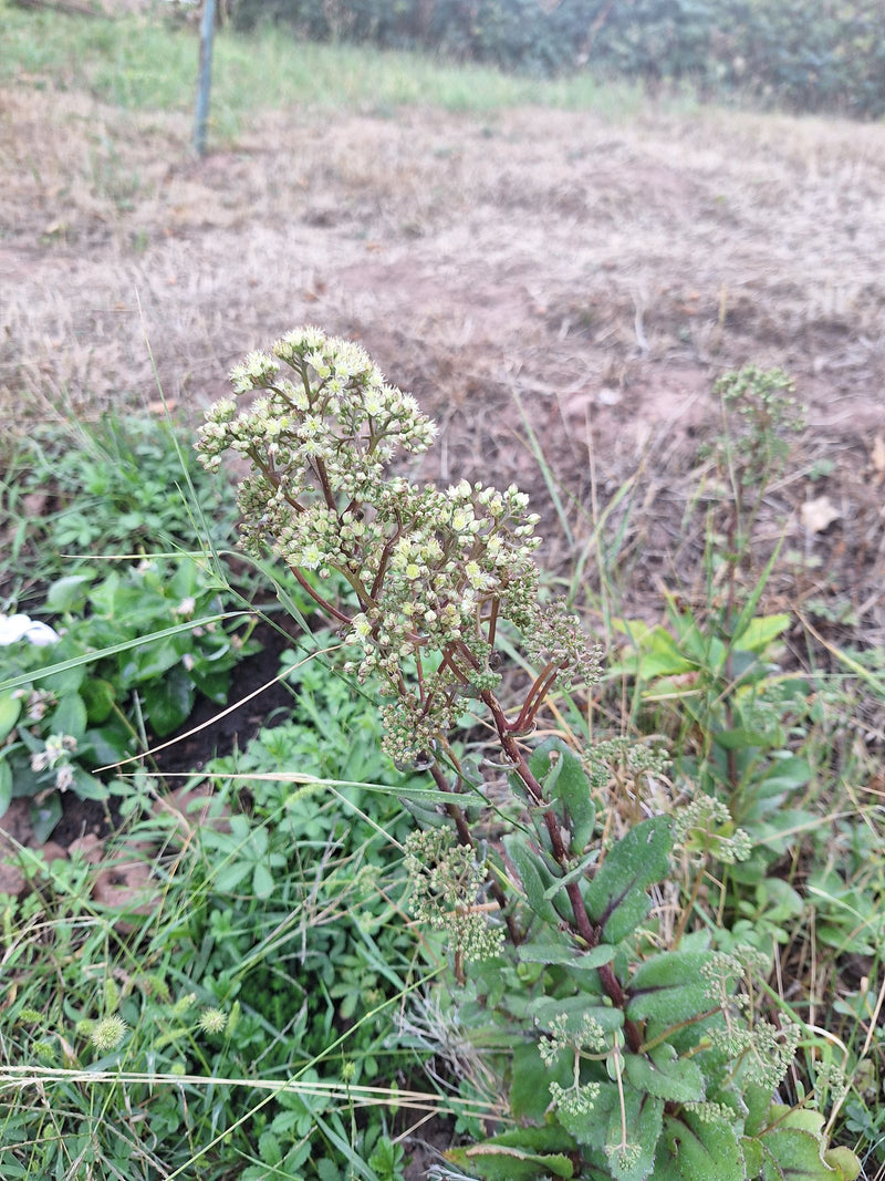 Große Fetthenne — Bild 1
