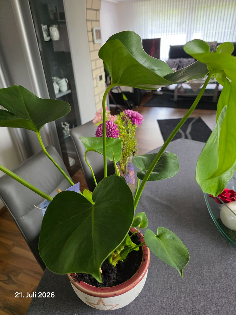 Große Flamingoblume — Bild 4