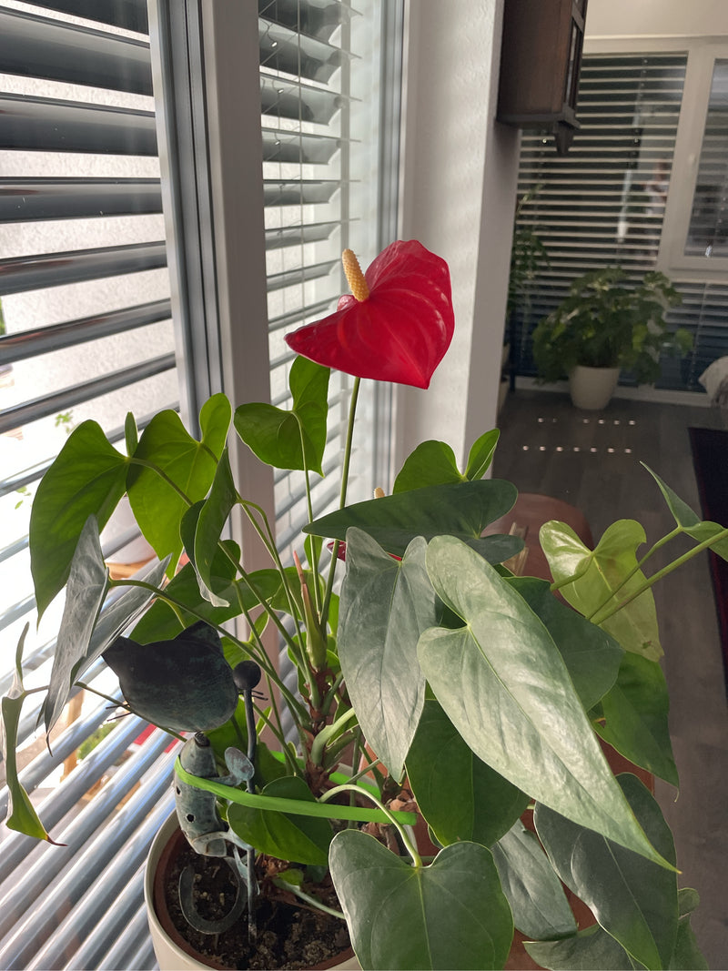 Große Flamingoblume — Bild 1