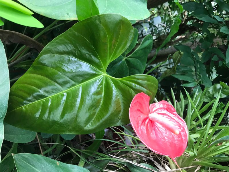 Zu sehen ist eine Große Flamingoblume mit einem glänzenden grünen Herzblatt und einer leuchtend roten Blüte. Die Pflanze steht inmitten dichter Vegetation.