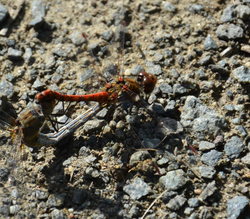 Große Heidelibelle — Bild 5
