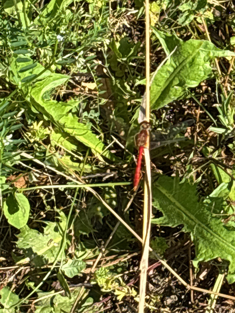 Große Heidelibelle — Bild 2